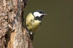 great tit