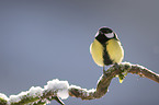 great tit