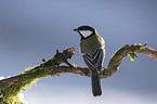 great tit