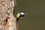 great tit