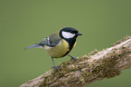 great tit