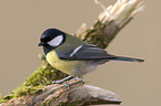 great tit