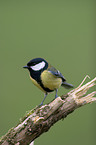 great tit