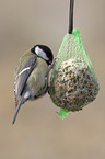 eating great tit