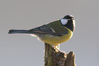 great tit