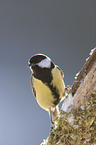 great tit