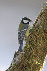 great tit