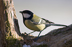 great tit