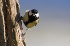 great tit