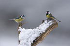 great tit & blue tit