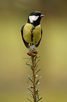 great tit