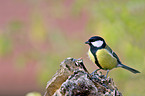 great tit