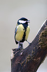 great tit