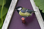 great tit