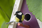 great tit