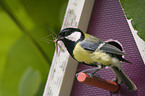 great tit