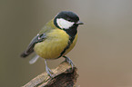 great tit