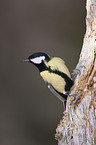 great tit