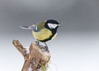 great tit