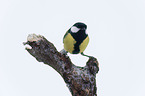 great tit