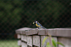 great tit