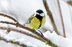 great tit