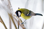 great tit