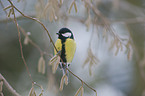 great tit