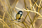 great tit