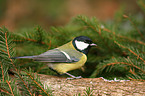 great tit