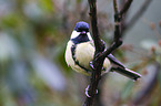 great tit