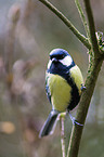 great tit