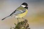 great tit