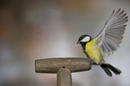 great tit