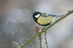 great tit