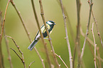 Great tit