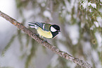 great tit