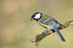 great tit