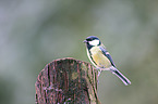 great tit