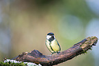 great tit