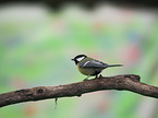 sitting Great Titmouse