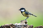 Great tit