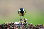 Great tit