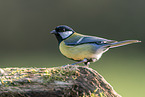 Great tit