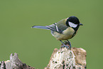 Great tit