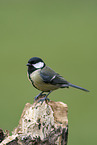 Great tit