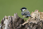 Great tit