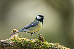 Great tit sits on branch