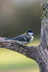 Great tit sits on branch