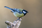 Great tit sits on branch